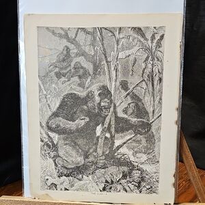 Vintage Gorilla Art Print in Black and White